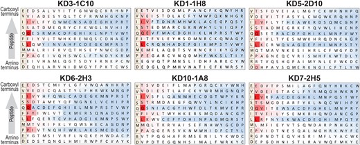 Amino acid substitution scans using monoclonal antibodies (MAbs) from multiple Kawasaki disease (KD) patients support a consensus PMLFQSIV epitope. The base peptide used is shown on the far left of each scan. Each amino acid of the base peptide was replaced by each of 20 amino acids and the relative binding of the peptide with each amino acid replacement is shown. Red indicates strong binding while blue indicates inhibition of binding relative to the base peptide. The base peptide differs slightly in individual scans. Scans using MAbs from KD patients 1, 3, 5, 6, 7, and 10 are shown; additional scans performed using MAbs from KD patients 2, 4, and 8 gave similar results.