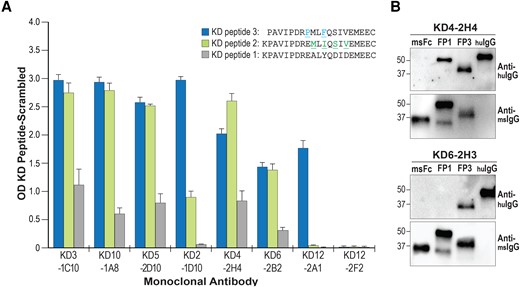 KD MAbs show preferential binding to KD peptide 3 over KD peptide 1. A, ELISA of a subset MAbs to the 3 peptides. For all antibodies recognizing KD peptide 3, binding to KD peptide 3 was significantly greater than KD peptide 1 in triplicate assays, P < .01. B, Western blots of KD peptide 3 (FP3) and KD peptide 1 (FP1) mouse Fc fusion proteins probed with KD MAbs KD4-2H4 and KD6-2H3. Human IgG (huIgG) was used as a positive control for the secondary anti-human IgG antibody, and stripped blots were reprobed with anti-mouse IgG (msIgG) to assess protein loading. Abbreviations: ELISA, enzyme-linked immunosorbent assay; Ig, immunoglobulin; KD, Kawasaki disease; MAb, monoclonal antibody; OD, optical density.