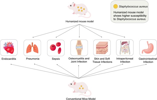 The application of conventional mouse models and humanized mouse model in Staphylococcus aureus infections.