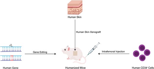 The generation of humanized mice in Staphylococcus aureus infections.