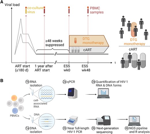 Study design and establishment of near full-length polymerase chain reaction (PCR) and next-generation sequencing. A, Longitudinal viral load and sample time points used for sequencing. At Early Simplified Study (ESS) week 0, participants were randomly assigned to dolutegravir monotherapy or combination antiretroviral therapy (cART). The 4 selected time points were: ART start, 1 year after ART start, ESS week 0, and ESS week 48. B, Workflow showing DNA and RNA isolation from peripheral blood mononuclear cells (PBMCs) with subsequent steps until data analysis. From 5 million PBMCs, an estimated input of 10–420 infected cell equivalents for bulk proviral sequencing and 3–120 infected cell equivalents for quantitative PCR was used. Abbreviations: ART, antiretroviral therapy; cART, combination antiretroviral therapy; DTG, dolutegravir; ESS wk0, Early Simplified Study week 0; ESS wk48, Early Simplified Study week 48; HIV-1, human immunodeficiency virus type 1; NGS, next-generation sequencing; PBMCs, peripheral blood mononuclear cells; qPCR, quantitative polymerase chain reaction.