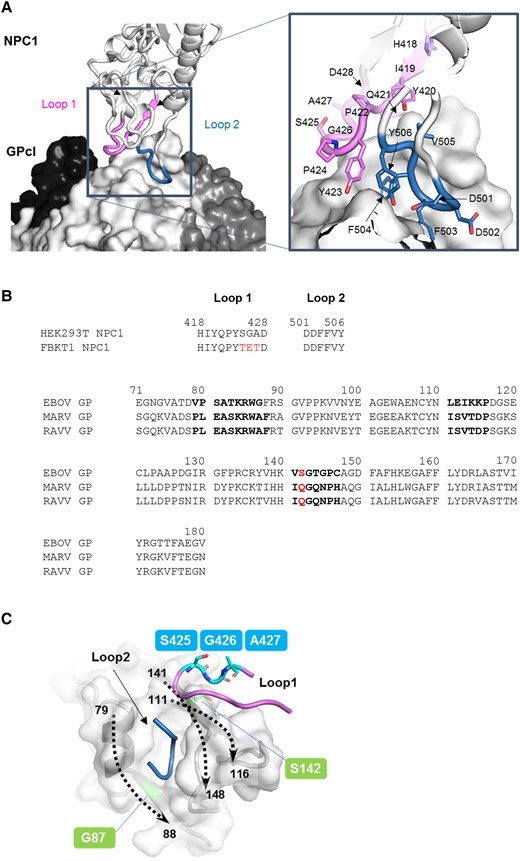 Interaction between glycoprotein (GP) and Niemann-Pick C1 (NPC1). (A) The 3-dimensional structures of the Ebola virus (EBOV) cleaved GP (GPcl) trimer and human NPC1 (hNPC1)-C (Protein Data Bank ID: 5F1B) are represented as a surface and a ribbon model, respectively. On the GPcl trimer, 1 monomer (center) is colored white and the others are colored black and dark gray. The GPcl binding interface including hNPC1 loop 1 and loop 2 (indicated in violet and sky blue, respectively) is shown in the boxed areas. Nitrogen and oxygen atoms are shown in blue and red, respectively. The amino acid residues of loop 1 and loop 2 in hNPC1 are displayed. (B) Amino acid sequences of NPC1 loops and GPs are shown. Different amino acids between hNPC1 and FBKT1 NPC1 are shown in red. Sequences of receptor binding site of EBOV, Marburg virus (MARV), and Ravn virus (RAVV) GPs are aligned using EBOV numbering. Amino acid residues that mainly interact with the NPC1 molecule are shown in bold face. Amino acids at position 142 are shown in red. (C) The edge of the NPC-binding pocket is formed by 3 regions (ie, amino acid positions 79–88, 111–116, and 141–148). The 3-dimensional structures of GP and hNPC1 in the EBOV GPcl-NPC1-C complex are represented as surface and cartoon models, respectively. Dashed arrows show the directions of amino acid residues, where the numbers indicate the amino acid positions of the cleft of the receptor binding pocket. Amino acid residues at positions 425–427 in NPC1 loop 1 are located close to the residue at position 142 of GP but away from the residue at position 87.