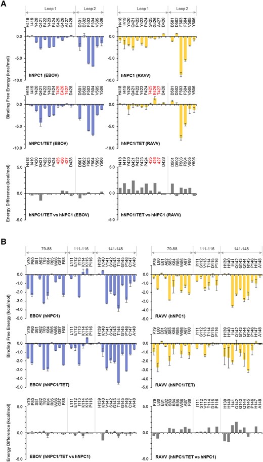 Per-residue decomposition analysis of human Niemann-Pick C1 (hNPC1) and hNPC1/TET for the interactions with Ebola virus (EBOV) and Ravn virus (RAVV) glycoproteins (GPs). (A) Per-residue contributions to the binding free energies of loop 1 and loop 2 in hNPC1 and hNPC1/TET for the interaction with EBOV or RAVV GPs were calculated using molecular mechanics/generalized Born surface area (MM/GBSA) free energy decomposition analysis. Each and molecular dynamics (MD) simulation was conducted 3 times, and averages and standard errors (SE) are shown. Amino acid residues that are distinct from those of hNPC1 (ie, TET at positions 426–428) are shown in red. Differences in binding free energies were calculated by subtraction of the values of hNPC1 from those of hNPC1/TET. (B) Per-residue contributions to the binding free energies of EBOV and RAVV GPs for the interactions with hNPC1 and hNPC1/TET were calculated using MM/GBSA free energy decomposition analysis. The numbering scheme for GP was adapted from EBOV. Each MD simulation was conducted 3 times, and averages and SE are shown. Differences of binding free energies were calculated by subtraction of the values of hNPC1 from those of hNPC1/TET.
