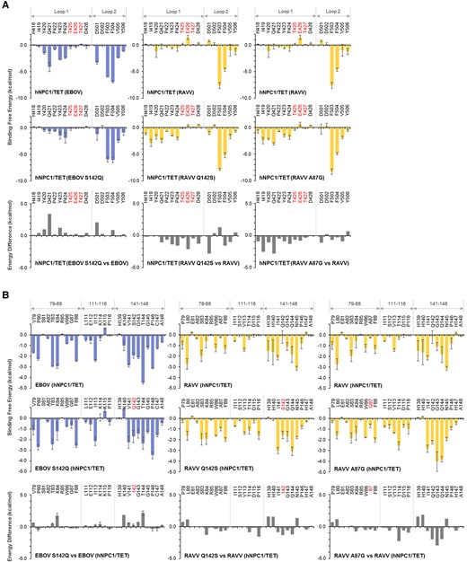 Per-residue decomposition analysis of human Niemann-Pick C1 (hNPC1) and hNPC1/TET for the interactions with mutant Ebola virus (EBOV) and Ravn virus (RAVV) glycoproteins (GPs). (A) Per-residue contributions to the binding free energies of loop 1 and loop 2 in the hNPC1/TET for the interactions with EBOV S142Q, RAVV Q142S, and RAVV A87G mutants were calculated using molecular mechanics/generalized Born surface area (MM/GBSA) free energy decomposition analysis. Each molecular dynamics (MD) simulation was conducted 3 times, and averages and standard errors (SE) are shown. Amino acid residues that are distinct from those of hNPC1 (ie, TET at positions 426–428) are shown in red. Differences in binding free energies were calculated by subtraction of the values of wild-type GPs from those of the respective GP mutants. (B) Per-residue contributions to the binding free energy of EBOV S142Q, RAVV Q142S, or RAVV A87G for the interaction with hNPC1/TET were calculated using MM/GBSA free energy decomposition analysis. The numbering scheme for GP was adapted from EBOV. Each MD simulation was conducted 3 times, and averages and SE are shown. Mutated amino acid residues were shown in red (ie, residues 87 and142 of RAVV GP and EBOV GP, respectively). Differences of binding free energies were calculated by subtraction of the values of wild-type GPs from those of the respective GP mutants.