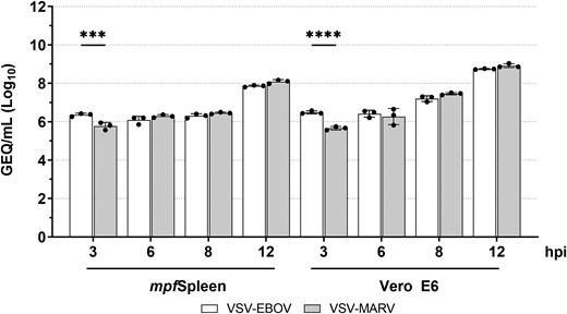 Quantification of viral ribonucleic acid (RNA) in supernatant of cells inoculated with vesicular stomatitis virus (VSV) pseudotypes. Ferret spleen (mpfSpleen) and Vero E6 cells were inoculated with either VSV–Ebola virus (EBOV) or VSV–Marburg virus (MARV) at a multiplicity of infection of 0.1 and levels of viral RNA quantified at 3, 6, 8, and 12 hours postinfection (hpi) in supernatant. Mean levels ± standard deviation of viral RNA in genome equivalents per mL (GEQ/mL) are depicted as histograms, with the individual technical replicates depicted as dots.