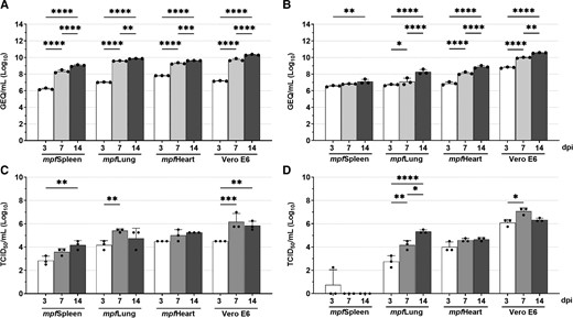Replication kinetics of Ebola virus (EBOV) and Marburg virus (MARV) in ferret cell lines. A–D, Ferret spleen (mpfSpleen), lung (mpfLung), heart (mpfHeart), and Vero E6 cells were inoculated with EBOV (A and C) or MARV (B and D) at an multiplicity of infection of 0.1; virus ribonucleic acid (RNA) within the supernatant was quantified by RT-qPCR (A and B), and infectious virus within the supernatant was quantified by median tissue culture infectious dose (TCID50) (C and D) at 3, 7, and 14 days postinfection (dpi). Mean levels ± standard deviation of viral RNA in genome equivalents per mL (GEQ/mL) or mean tissue culture infectious dose per mL (TCID50/mL) are depicted as histograms, with the individual technical replicates depicted as dots.