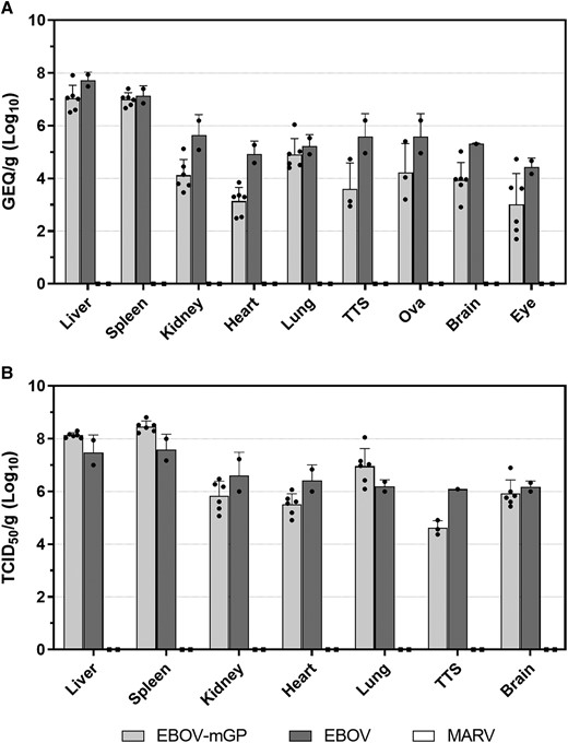 Viral load in tissues of infected ferrets. (A and B) Liver, spleen, kidney, heart, lung, testes (TTS), ovaries (Ova), eyes, and brain samples were harvested at time of necropsy; virus RNA was quantified by reverse-transcription quantitative polymerase chain reaction (A) and infectious virus was quantified by mean tissue culture infectious dose (TCID50) (B). Mean levels ± standard deviation of viral RNA in genome equivalents per gram (GEQ/g) or TCID50/g are depicted as histograms, with data from each animal depicted as dots.