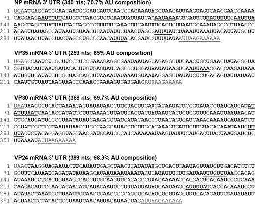 The 3′ UTRs of Ebola virus mRNAs are AU rich. The 3′ UTR sequences of Ebola virus NP, VP35, VP30, and VP24 mRNAs. A and U residues are shown in bold. Potential AREs as defined by the AREsite software (http://nibiru.tbi.univie.ac.at/AREsite2/welcome) are underlined. These include the following motifs: AUUUA, WUUUW, WWUUUWW, WWWUUUWWW WWWWUUUWWWW, WWWWWUUUWWWWW, UUUGUUU, GUUUG, and AWUAAA which are underlined. W = A or U. Abbreviations: ARE, AU-rich elements; nts, nucleotides; UTR, untranslated region.