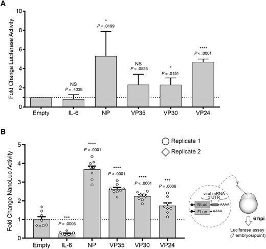 Ebola virus 3′ UTRs enhance luciferase reporter activity in transfected cells and injected zebrafish embryos. A, Transfection assay. 1.5 × 105 293T cells were seeded per well of a 12-well plate and transfected 1 day later with 100 ng of pMIR-REPORT firefly luciferase plasmids containing the indicated 3′ UTRs and 100 ng of a pMIR-β-gal expression plasmid as a transfection control. pMIR-REPORTempty containing no added gene-specific 3′ UTR served as the negative control (Empty). Cell lysates were harvested 2 days posttransfection and measured for luciferase and β-gal activity. Luciferase values were normalized to β-gal activity (converted to milliunits), and the normalized luciferase values for the negative control were set to one. The normalized luciferase values for each individual 3′ UTR-luciferase reporter construct were then compared to the negative control, which was set to one. Statistical analysis was performed with the GraphPad Prism software, using a 1-sample t test analysis; n = 5 for all conditions. B, Zebrafish embryo injection assay. A schematic of the assay is depicted on the right. One-cell stage embryos were each injected with 5 pg of mRNA encoding nanoluciferase and the indicated 3′ UTR together with 50 pg of firefly luciferase mRNA. Six hours after injection, embryos were pooled in groups of 7 and collected in lysis buffer. Multiple groups were assayed in 2 injection rounds performed on 2 different days. Nanoluciferase values were normalized to firefly luciferase values and compared to the negative control (empty), which was set to one. Circles and rhombi represent the individual groups of 7 embryos injected with the same mRNAs on 2 different days. Statistical analysis was performed with the GraphPad Prism software, using 1-way ANOVA. NS P value > .05, * P value ≤ .05, ** P value ≤ .01, *** P value ≤ .001, **** P value ≤ .0001. Error bars in A depict standard deviation. Error bars in B depict the standard error of the mean. Abbreviations: β-gal, β-galactosidase; hpi, hours post injection; IL-6, interleukin 6; NP, nucleoprotein; NS, not significant; UTR, untranslated region.