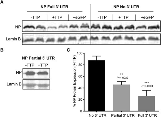 TTP negatively impacts NP mRNA and protein expression. A, 293T cells were seeded at 3 × 105 cells per well of a 6-well plate and transfected 1 day later with 200 ng pCAGGS expression plasmids encoding the NP open reading frame with either a full-length 3′ UTR (340 nucleotides) or no 3′ UTR (6 nucleotides), in the absence or presence of 25 ng of expression plasmid pCDNA3.1-myc-TTP. As a control, the pCAGGS-NP expression plasmids were cotransfected with 25 ng of a pCAGGS-eGFP expression plasmid instead of TTP. Cells were harvested 2 days posttransfection and analyzed by western blot using antibodies against Ebola virus NP and lamin B. This blot is representative of 3 independent experiments. B, Cells were transfected as described in (A) with a pCAGGS-NP expression plasmid containing a truncated 3′ UTR (144 nts) in the presence or absence of 25 ng of pCDNA3.1-myc-TTP. This blot is representative of 3 independent experiments. C, Quantification of NP bands in the presence and absence of TTP generated in (A) and (B). Protein bands were quantified using Li-COR Image Studio western blot analysis software. NP amount was normalized to lamin B. NP in the absence of TTP was set to 100%. Shown is the percentage of NP expressed in the presence of TTP compared to NP expressed in the absence of TTP. Statistical analysis was performed using GraphPad prism software, using a 1-sample t test. * P value ≤ .05, ** P value ≤ .01, *** P value ≤ .001. Error bars depict the standard deviation. Abbreviations: eGFP, enhanced green fluorescent protein; NP, nucleoprotein; TTP, tristetraprolin; UTR, untranslated region.