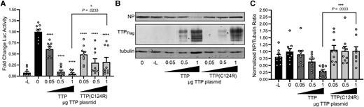 TTP negatively impacts EBOV minigenome activity. A, 293T cells were seeded in 12-well plates at a density of 1.5 × 105 cells per well and transfected 1 day later with EBOV minigenome plasmid 3E5E-Fluc, pCAGGS plasmids encoding EBOV NP with a full-length 3′ UTR, VP35, VP30, and L along with pCAGGS expressing T7 RNA polymerase and pMIR β-gal. pCDNA3.1-1xFlag-TTP or pCDNA3.1-1xFlag-TTP(C124R) were cotransfected in increasing quantities, as indicated. Three days posttransfection, cells were lysed and luciferase and β-gal activity was determined. Luciferase values were normalized to β-gal activity, and the normalized luciferase values for the positive control (0 = + L, no TTP plasmids) were set to one. As a negative control, the L plasmid was replaced by a plasmid encoding a fluorescent protein (− L). Data are from 3 independent experiments (each performed in triplicate). Statistical analysis was performed using GraphPad prism software, using a 1-sample t test. B, Cell lysates prepared in (A) were analyzed by western blot using antibodies against EBOV NP, FLAG, and tubulin. The shown blot is representative of 3 independent experiments (each performed in triplicate). C, Quantification of NP bands in the presence and absence of TTP or TTP(C124R) generated in (B). Protein bands were quantified using Li-COR Image Studio western blot analysis software. Shown is the NP to tubulin ratio. NP amount of the positive control (0 = + L, no TTP plasmids) was set to 1. Statistical analysis was performed using GraphPad prism software, using a 1-sample t test. * P value ≤ .05, ** P value ≤ .01, *** P value ≤ .001, **** P value ≤ .0001. Error bars depict the standard error of the mean. Abbreviations: β-gal, β-galactosidase; EBOV, Ebola virus; NP, nucleoprotein; TTP, tristetraprolin; UTR, untranslated region.