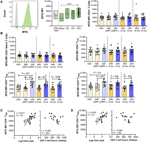 Higher mitochondrial mass in CD4+ effector memory T (EM) cell subsets in individuals starting antiretroviral therapy (ART) during chronic human immunodeficiency virus (HIV)-1 infection (CHI). A, Left, Representative histogram of MitoTracker Green FM dye (MTG) uptake compared with Fluorescence Minus One (FMO) control in CD4+ T cells. Middle, MTG uptake in CD4+ T cells and subsets in the HIV-1–negative (HIV−) group. Right, Comparison of MTG uptake in CD4+ T cells between groups with hyperacute HIV-1 infection (HHI) and CHI before and after ART. B, Comparison of MTG uptake in CD4+ T cell subsets, including naive (top left), central memory (CM; top right), EM (bottom left), and terminal EM (TEM; bottom right) CD4+ T cells, between HHI and CHI groups before and after ART. C, D, Correlations between MTG uptake in EM (C) and TEM (D) subsets in the CHI treated group before ART and viral load or CD4+ T cell count. ***P < .001. Abbreviations: 6 mo, 6 months after ART initiation; 12 mo, 12 months after ART initiation; ART−, ART naive; MFI, Median Fluorescence Intensity.