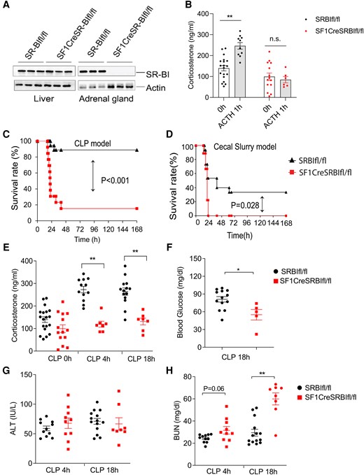 Mice with relative adrenal insufficiency are susceptible to septic death and organ injury. A, Western blot analysis of scavenger receptor class B type I expression in liver and adrenal gland of 21-day-old SRBIfl/fl and SF1CreSRBIfl/fl mice (n = 3). B, Serum corticosterone levels in 21-day-old SRBIfl/fl and SF1CreSRBIfl/fl mice prior and 1 hour post–ACTH stimulation (n = 6–19). C and D, Survival analysis was conducted in 21-day-old SRBIfl/fl and SF1CreSRBIfl/fl mice with CLP (n = 13–18) and cecal slurry–induced sepsis (n = 9–15). Data were analyzed by log-rank test. E, Plasma corticosteroid concentration at 0, 4, and 18 hours post-CLP (n = 7–19). F, Blood glucose concentration at CLP 18 hours (n = 5–13). G and H, ALT and BUN concentration at 4 and 18 hours post-CLP, respectively (n = 8–14). Data are shown as mean ± SEM and were analyzed by Student t test. *P < .05. **P < .01. ALT, alanine aminotransferase; BUN, blood urea nitrogen; CLP, cecal ligation and puncture.