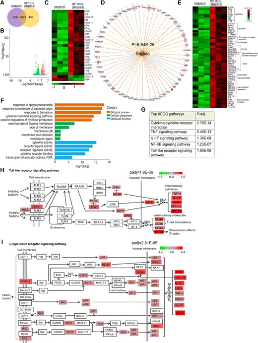 Mice with relative adrenal insufficiency feature dysregulated inflammatory signaling. Liver RNA-seq analysis was performed in 21-day-old SRBIfl/fl and SF1CreSRBIfl/fl mice at 6 hours post-CLP (25G, half; n = 3). A, The distribution of overlapping genes and unique DEGs. B, Significantly altered genes (n = 1670) detected from the RNA-seq data set. DEGs are red and green, identifying 841 upregulated and 829 downregulated genes, respectively. C, Differential cytokine gene expression in SF1CreSRBIfl/fl over SRBIfl/fl mice (adjusted P < .05 and |log2 fold change| > 1). D, Biological functional analysis of ingenuity pathway analysis predicts activation of sepsis. E, Gene lists represent the DEGs that contribute to increased severity of sepsis. Top enriched pathways for upregulated DEGs: F, Gene Ontology; G, KEGG. Modified signaling pathways from KEGG: H, Toll-like receptor; I, C-type lectin receptor. DEG, differentially expressed gene; KEGG, Kyoto Encyclopedia of Genes and Genomes; RNA-seq, RNA sequencing.