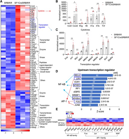 Mice with relative adrenal insufficiency have a dysregulated GR signaling pathway in which NF-κB and AP-1 serve as the major upstream transcriptional regulators. Liver RNA sequencing analysis was performed in 21-day-old SRBIfl/fl and SF1creSRBIfl/fl mice at 6 hours after cecal ligation and puncture. A, DEGs in GR signaling pathway. B and C, Normalized count of DEGs of cytokines and transcriptional regulators in the GR signaling pathway. Data are shown as mean ± SEM.*P < .05. **P < .01. D, Upstream regulator analysis of ingenuity pathway analysis identifies upstream transcriptional regulators in SF1CreSRBIfl/fl mice. Blue rectangle highlights DEGs in GR signaling pathway. E, DEGs in subunits of NF-κB and AP-1 families. DEG, differentially expressed gene.