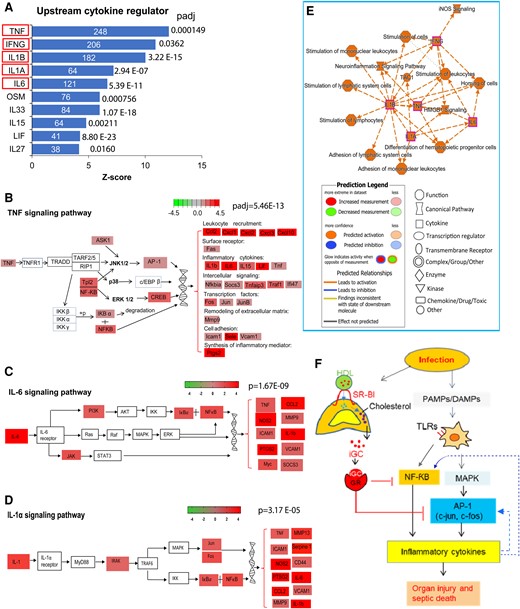 Inflammatory cytokines induce secondary inflammatory responses in mice with relative adrenal insufficiency. Liver RNA sequencing analysis was performed in 21-day-old SRBIfl/fl and SF1CreSRBIfl/fl mice at 6 hours after cecal ligation and puncture. A, Upstream regulator analysis of IPA identifies the upstream cytokine regulators in SF1CreSRBIfl/fl mice. Red rectangle highlights DEGs involved in GR signaling pathway. B, Modified TNF signaling pathway from KEGG. C and D, Modified IL-6 and IL-1α signaling pathways from IPA. E, A subset of the most significant entities’ interaction with legend for the IPA network. F, The mechanisms of how inducible glucocorticoid functions in pediatric sepsis. DEG, differentially expressed gene; IL, interleukin; IPA, ingenuity pathway analysis; KEGG, Kyoto Encyclopedia of Genes and Genomes; TNF, tumor necrosis factor.