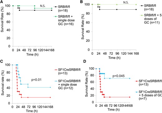 GC supplementation improves survival in mice with RAI. A and C, SRBIfl/fl and SF1CreSRBIfl/fl mice were injected with or without a single dose of hydrocortisone (5 mg/kg intraperitoneally) immediately after CLP treatment. B and D, SRBIfl/fl and SF1CreSRBIfl/fl mice received 5 consecutive daily doses of hydrocortisone (5 mg/kg/d) or not. In this case, the first dose was administered at 2 hours post-CLP, followed by daily doses for 5 days. Mice were monitored for 7 days for the survival rate. Data are expressed as the percentage of mice surviving at the indicated time points and analyzed by log-rank test. n = 7–18. CLP, cecal ligation and puncture; GC, glucocorticoid.