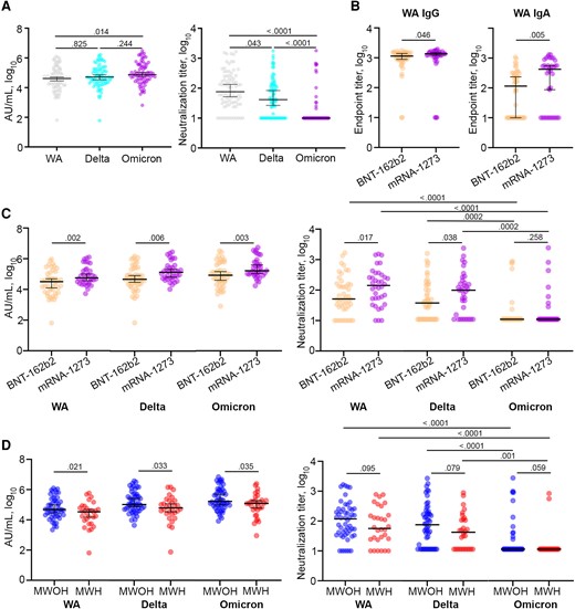 IgG binding and nAb responses elicited by COVID-19 mRNA vaccines between mRNA-1273 and BNT-162b2 vaccines in MWOH and MWH. A, Anti-spike IgG and anti-SARS-CoV-2 nAbs elicited by the mRNA vaccines against the WA, Delta, and Omicron variants were determined by MSD and PRNT, respectively (n = 82). B, Anti-spike IgG and IgA end point titers elicited by the BNT-162b2 (n = 46) and mRNA-1273 (n = 36) vaccines were determined by ELISA. C, Binding IgG and nAbs against the WA, Delta, and Omicron variants elicited by the 2 mRNA vaccines were determined by MSD and PRNT, respectively. D, Binding IgG and nAbs against the WA, Delta, and Omicron variants were determined by MSD and PRNT, respectively. All participants were 2-dose vaccinated and SARS-CoV-2 seronegative against the N antigen. Horizontal lines indicate the median and error bars 95% confidence intervals, and P values are shown above significant associations. Kruskal-Wallis ANOVA with Dunn correction was used to compare between the SARS-CoV-2 variants, and 1-tailed Mann-Whitney U tests were used to compare between MWOH (n = 52) and MWH (n = 30). Abbreviations: AU, arbitrary unit; ELISA, enzyme-linked immunosorbent assay; HIV-1, human immunodeficiency virus-1; IgG, immunoglobulin G; MSD, Meso Scale Discovery; MWH, men with HIV-1; MWOH, men without HIV-1; nAb, neutralizing antibody; PRNT, plaque reduction neutralization test; SARS-CoV-2, severe acute respiratory syndrome coronavirus 2; WA, Washington strain.