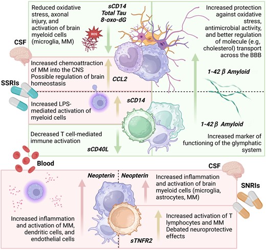 Blood and CSF biomarker signatures associated with SSRIs and SNRIs use. Green boxes highlight favorable mechanisms that are associated with the increased or decreased levels of the respective biomarkers and the respective effects. The orange boxes summarize the associations between SSRI and SNRI use and biomarkers, for which the interpretation of the consequences of the observed association is uncertain (being either positive or negative). Abbreviations: 8-oxo-dG, 8-oxo-2′-deoxyguanosine; BBB; blood-brain barrier; CCL2, chemokine C-C motif ligand 2; CNS, central nervous system; CSF, cerebrospinal fluid; LPS, lipopolysaccharide; MM, monocytes/macrophages; sCD14, soluble cluster of differentiation 14; sCD40L, soluble ligand of cluster of differentiation 40; SNRIs, serotonin and norepinephrine reuptake inhibitors; SSRIs, selective serotonin reuptake inhibitors; sTNFR2, soluble tumor necrosis factor receptor type 2.