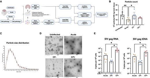 Enrichment and characterization of bdEVs from uninfected and SIV-infected brain. A, Workflow for bdEV enrichment and RNA sequencing. bdEVs and BH were subjected to sRNA-Seq, while BH was subjected to transcriptome RNA-Seq. Created with BioRender.com. B, Particle concentrations of bdEVs from uninfected, acute, CP−, and CP+ samples (NFCM) normalized by tissue mass (per 100 mg). Data are presented as mean ± SD. *P ≤ .05, **P ≤ .01 by 2-tailed Welch t test. C, bdEV size distributions (NFCM) presented in 5-nm size bins versus total detected particles/sample (percentage). D, bdEVs visualized by negative staining transmission electron microscopy, representative of 10 images taken of each fraction from 3 independent tissue samples (scale bar = 500 nm). E, SIV viral Gag RNA and tDNA as copy number/106 cells in occipital cortex. Data are presented as mean ± SD. *P ≤ .05 by 2-tailed Welch t test. Abbreviations: bdEVs, brain tissue-derived extracellular vesicles; BH, brain homogenate; circRNA, circular RNA; CNS, central nervous system; CP, CNS pathology; LOD, limit of detection; miRNA, microRNA; mRNA, messenger RNA; NFCM, nanoflow cytometry; SIV, simian immunodeficiency virus; sRNA-Seq, small RNA sequencing; tDNA, total DNA.