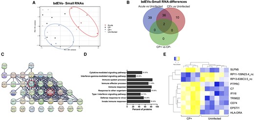 bdEV sRNAs with differential expression in SIV infection. A, PCA using bdEV sRNA profiles of uninfected, acute, CP−, and CP+ groups. Animal No. 299 in the CP− group was defined as an outlier and is not shown. B, Venn diagrams of DE sRNAs in acute and CP+ versus uninfected and CP+ versus CP−. C, STRING protein interaction network analysis: 30 of 38 mRNAs dysregulated in both acute and CP+ groups had a high interaction confidence score (0.7 on a scale of 0–1). D, Top 10 biological processes (GO enrichment) ranked by false discovery rate-corrected P value for 38 mRNAs dysregulated in both acute and CP+ groups. E, Unsupervised hierarchical clustering of 10 DE bdEV sRNAs (CP+ vs uninfected). Abbreviations: bdEV, brain tissue-derived extracellular vesicle; CP, central nervous system pathology; DE, differentially expressed; GO, gene ontology; mRNA, messenger RNA; PCA, principal component analysis; SIV, simian immunodeficiency virus; sRNAs, small RNA.