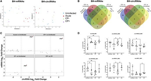 circRNA dysregulation in SIV-infected brain tissues. A, Multidimensional scaling analysis based on quantitative mRNA (left) and circRNA (right) BH profiles. B, Venn diagrams of differentially abundant mRNAs (left) and circRNAs (right) (adjusted P < .05) in acute, CP+, and CP− groups versus uninfected and CP+ versus CP−. C, Log2 fold change of circRNAs and corresponding linear mRNAs. IFI6, both circRNA and corresponding linear RNA are DE between groups, with adjusted P < .05. D, qPCR validation of BH circ-IFI6_0001, circ-EXOC2_0008, circ-PRKCE_0004, circ-PPP2R5A_0001, circ-RNF41_0003, and circ-ENC1_0001. ΔCq values were normalized to the Cq value of GAPDH. Data are presented as mean ± SD. *P ≤ .05, **P ≤ .01 by 2-tailed Welch t test. Abbreviations: BH, brain homogenate; circRNA, circular RNA; CP, central nervous system pathology; Cq, quantification cycle; mRNA, messenger RNA; qPCR, quantitative polymerase chain reaction; SIV, simian immunodeficiency virus.