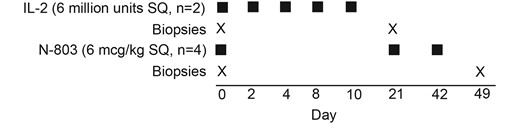 Schematic presentation of the clinical protocol showing the drug, timing, dose, and number of participants who received either IL-2 or N-803. There were 2 participants in the IL-2 arm, of whom 1 individual (2474) had only the postinfusion biopsy obtained. There were 4 individuals in the N-803 arm, of whom 1 individual (2611) had the baseline biopsy and we were unable to obtain the postinfusion biopsy due to COVID-19 restrictions. Abbreviations: IL-2, interleukin 2; SQ, subcutaneous.
