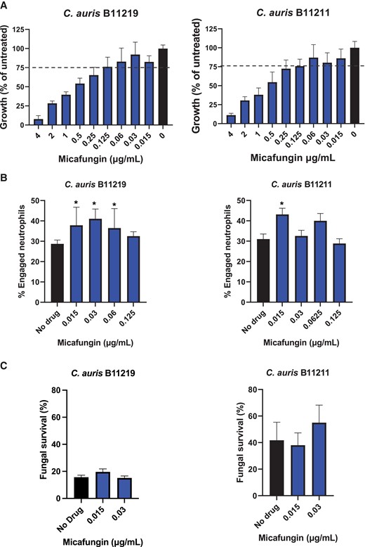 Impact of subinhibitory micafungin treatment of Candida auris on phagocytosis and killing by neutrophils. A, Micafungin was serially diluted in yeast extract peptone dextrose (YPD) and combined with C. auris B11219 or B11211 in YPD for 24 hours. Growth was assessed by OD600. Data are presented as a percentage of untreated controls with mean and SEM. Bars above the dashed line represent drug concentrations resulting in 25% or less grow inhibition. B, C. auris strains were treated with micafungin for 24 hours, labeled with calcofluor white, incubated with human neutrophils for 1 hour, and imaged via fluorescence microscopy. The number of neutrophils engulfing yeast cells was enumerated and the percentage of total engaged neutrophils was calculated. C, C. auris was treated with micafungin for 24 hours and cocultured with human neutrophils for 2 hours. Fungal survival was determined by plating for viable burden; n ≥ 3, mean with standard error of the mean is shown. *P < .05 by 1-way ANOVA with Holm-Sidak multiple comparisons to untreated controls.