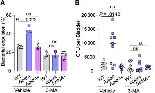 PldA contributes to UPEC escape from lysosomal exocytosis of BECs. A, Bacterial expulsion of WT, ΔpldA, or ΔpldA+ at 4 hours postinfection in infected 5637 cells pretreated with either vehicle or 2.5 mM 3-MA for 12 hours. B, Bacterial exocytosis into HBSS buffer after 6 hours of incubation with WT, ΔpldA, or ΔpldA+ infected mouse bladders pretreated with or without 3-MA, n = 9. Experiments were repeated 3 times. Data are presented as the mean ± SD. P values were determined using Student t test (A) and Mann-Whitney U test (B). Significance is indicated by the P value. Abbreviations: 3-MA, 3-methyladenine; BEC, bladder epithelial cells; CFU, colony-forming unit; HBSS, Hanks’ balanced salt solution; ns, not significant; UPEC, uropathogenic Escherichia coli; WT, wild type.