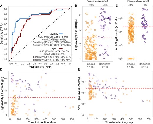 ROC analysis of the performance of SARS-CoV-2 N antibody avidity method for predicting 1 or 2 SARS-CoV-2 infections. A, ROC curve for prediction of single versus 2 infections using the proportion of high-avidity anti-N IgG antibody fraction (blue line) versus anti-N IgG antibody levels (red line). B, Corresponding percentage of high-avidity N IgG antibody levels over the total N IgG antibody levels in infected (orange circles; n = 183) versus reinfected individuals (purple circles; n = 46). C, Corresponding anti-N IgG antibody levels in the same individuals. D, Proportion of high-avidity anti-N IgG antibody fraction and (E) anti-N IgG antibody levels between the same 2 groups over time to the most recent self-reported infection (days). The dashed lines in B to E represent the optimized cut-offs for detection of infection versus re-infections. Abbreviations: AUC, area under the curve; CI, confidence interval; FPR, false positive rate; IgG, immunoglobulin G; N, nucleocapsid; ROC, receiver operating characteristic; SARS-CoV-2, severe acute respiratory syndrome coronavirus 2; TPR, true positive rate.