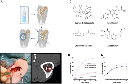 The concept of CarboCells technology, practical applicability, constituents used in this study, and in vitro and in vivo release of selected formulations of clindamycin. A, CarboCells (light blue) can be injected strategically across infected lesions and areas to optimize antibiotic distribution (outlined area). B, In vivo injection can be performed using standard thin needles; depots can comprise contrast agents visible in bone tissue and exhibits locoregional stability over time. C, Molecular structures of the hydrophobic sugar ester, triglyceride, and lead antibiotics utilized in this study. D, Examples of in vitro release curves of clindamycin from compositions (left; formulations CC6, CC2, and CC3; see Table 1 for formulation details), or from in vivo formulation CC3 (right). Release data are shown as the mean value ± SEM. Methods for release quantification and high-pressure liquid chromatography can be found in “Methods” section and Supplementary Methods, respectively.