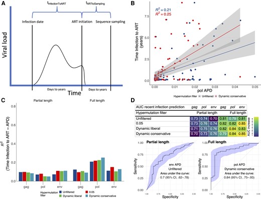 Time from HIV-1 infection to ART initiation prediction with proviral genetic diversity from NGS sequencing. A, Illustration of the HIV infection course and definitions of time from infection to ART initiation and time from ART initiation to proviral NGS sampling. B, Time of infection to ART in dependence of APD derived from full-length pol sequences. C, R2, the goodness of fit calculated as the explained variation in time of infection to ART by APD, of linear regression from time of infection to ART in dependence of APD derived from partial-length and restricted to full-length gag/pol/env sequences. D, AUCs and ROC curves for the prediction of time of infection to ART <1 year (recent infection status) with APDs derived from partial length and restricted to full-length env/pol/gag sequences. AUCs with 95% CIs are shown in Supplementary Table 4. All other ROC curves for other hypermutation filters and genes are shown in Supplementary Figures 7 and 8. B–D, Analyses were repeated for different levels of hypermutation filtering: (1) hypermutation unfiltered, (2) 0.05 threshold, (3) dynamic liberal threshold, and (4) dynamic conservative threshold (visualized at an example in Supplementary Figure 1). Abbreviations: APD, average pairwise diversity score; ART, antiretroviral therapy; AUC, area under the curve; CI, confidence interval; HIV-1, human immunodeficiency virus 1; NGS, next-generation sequencing; ROC, receiver operating characteristic.