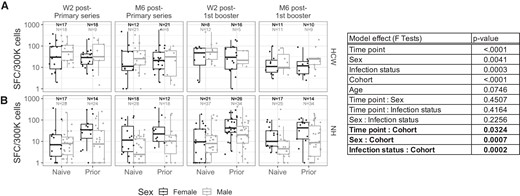 Analysis of effects of sex, cohort, and prior COVID-19 infection status on ELIspot response. Vaccine-specific IFN-γ ELIspot response shown at W2 after the initial series and first boost as well as M6 after each vaccine exposure in (A) HCW and (B) NHR. Marginal F test P values of effects in the mixed-effects model that examined cohort (NHR or HCW), time point, subject sex, and COVID-19 infection status (COVID-19–naive or prior infection) are shown. Significant (ɑ = .05) interaction effects are reported in bold. SARS-CoV-2 infection status (naive or prior) is labeled on the x-axis, and data points are separated by donor's biological sex (black, female; gray, male). Overlaid boxplots display the median in bold line and the 1st and 3rd quartiles at the top and bottom of the box with whiskers that extend to the highest value within 1.5 times the interquartile range (IQR) above the 3rd quartile and below the 1st quartile. Median blood sampling intervals were 14 days for time point W2 after primary series, 181 days for time point M6 after primary series, 15 days for time point W2 after first booster, and 183 days for time point M6 after first booster. Abbreviations: Spot-forming cell (SFC); COVID-19, coronavirus disease 2019; HCW, health care worker; IFN-γ, interferon-γ; M6, 6 months; NHR, nursing home resident; SARS-CoV-2, severe acute respiratory syndrome coronavirus 2; W2, 2 weeks.