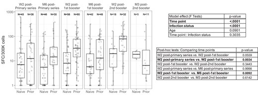 Longitudinal analysis of ELIspot results in NHR. Vaccine-specific IFN-γ ELIspot response shown at W2 after the initial series, first boost, and second boost as well as 3–6 months after each vaccine exposure in NHR. ELIspot results from subjects with prior COVID-19 infection and from COVID-19–naive donors are labeled on the x-axis. Overlaid boxplots display the median in bold line and the 1st and 3rd quartiles at the top and bottom of the box with whiskers that extend to the highest value within 1.5 times the interquartile range (IQR) above the 3rd quartile and below the 1st quartile. A mixed-effects model considering time point, COVID-19 infection status (naive or prior), and subject age was used to examine the NHR cohort specifically to examine the impacts of time on IFN-γ ELIspot response. Significant model effects (ɑ = .05) are reported in bold with pairwise comparisons of time point estimates. Median blood sampling intervals were 14 days for time point W2 after primary series, 181 days for time point M6 after primary series, 15 days for time point W2 after first booster, 183 days for time point M6 after first booster, 17 days for time point W2 after 2nd booster, and 104 days for M3 after 2nd booster. Abbreviations: Spot-forming cell (SFC); COVID-19, coronavirus disease 2019; IFN-γ, interferon-γ; M3, 3 months; M6, 6 months; NHR, nursing home resident; W2, 2 weeks.
