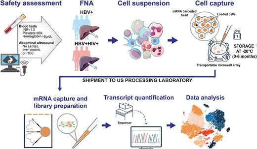 Overall summary of the liver FNAB study workflow. At the recruitment site in Zambia, following a safety assessment, liver aspirates were obtained and loaded onto transportable microwell arrays, which were shipped to the processing site in Boston for sequencing and analysis. Abbreviations: FNA, fine-needle aspiration; HBV, hepatitis B virus; HCC, hepatocellular carcinoma; HIV, human immunodeficiency virus; INR, international normalized ratio.