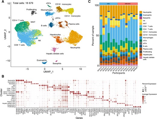 Display of the cell populations obtained from liver FNAB. A, UMAP of single cells annotated by cell type (cells included in analysis have >300 genes, > 500 UMIs, and <40 MT%). B, Dot plot showing marker gene expression for each identified cell type. C, Stacked bar plots grouped by infection status showing the proportion of identified cell types in each enrollment sample. Abbreviations: DC, dendritic cell; FNA, fine-needle aspiration; HBV, hepatitis B virus; HIV, human immunodeficiency virus; MAIT, mucosa-associated invariant T cell; MT, mitochondrial transcript; NK, natural killer cell; UMAP, uniform manifold approximation and projection; UMI, unique molecular identifier.