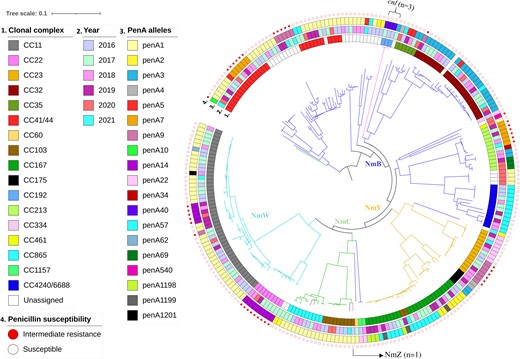 Core-genome maximum likelihood phylogenetic tree representative of the population structure of invasive meningococcal isolates, South Africa, 2016–2021 (N = 241). Serogroups are represented by branch color, including NmB (n = 113), NmW (n = 56), NmY (n = 44), NmC (n = 24), NmZ (n = 1), and cnl (n = 3). Color strips from the inner to outer rings illustrate (1) clonal complex, (2) epidemiological year, (3) penA alleles, and (4) penicillin susceptibility. Abbreviations: CC, clonal complex; cnl, capsule null locus genotype.