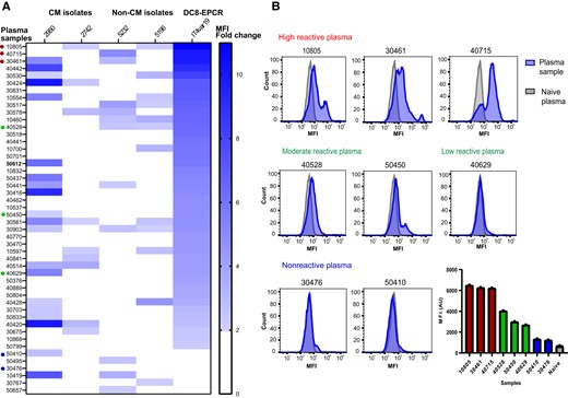Plasma reactivity of older children and young Malawian adults to local parasite isolates and a DC8-EPCR–binding parasite line. A, Flow cytometric recognition of Plasmodium falciparum-IEs by plasma samples from 48 Malawian individuals done in duplicate. Heat map shows plasma reactivity with cerebral malaria isolates (2950 and 2742), noncerebral malaria isolates (5232 and 5196), and the IT4var19 (DC8-EPCR) parasite line. Reactivity is calculated as the ratio of the MFI obtained from plasma samples, relative to that of the negative control (US plasma) and expressed as fold change. Plasma sample reactivities < 2-fold changes were considered negative. B, Representative histograms of 8 different plasma samples to IT4var19-IEs chosen for adhesion-blocking tests in 3D brain microvessels, ranging from high reactive, low to moderate reactive, and nonreactive. Bar chart shows the flow cytometry MFI values obtained from the plasma samples. Abbreviations: 3D, 3 dimensional; AU, arbitrary unit; CM, cerebral malaria; EPCR, endothelial protein C receptor; IE, infected erythrocyte; MFI, mean fluorescence intensity.