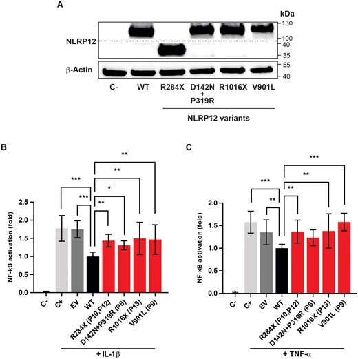 Inhibitory properties of mutant NLRP2 proteins on nuclear factor κB (NF-κB) activation. A, HEK 293T–NF-κB reporter cells were transfected with expression plasmids for wild type (WT) NLRP12 or its variants (R284X, D142N+P319R, R1016X, V901L). NLRP12 proteins were detected by Western blot analysis. The expression of β-actin was evaluated in the same samples as an endogenous control. Impact of NLRP12 WT or NLRP12 mutated proteins on NF-κB activation from HEK 293T–NF-κB reporter cells stimulated with (B) interleukin 1β (IL-1β; 1 ng/mL) or (C) tumor necrosis factor α (TNF-α; 10 ng/mL). NF-κB activation, expressed by the ratio (fold) between WT and other tested conditions, is presented as the mean ± SD derived from 3 independent experiments, with each experimental condition tested in triplicate. Statistical analyses were performed by Kruskal-Wallis test with Dunn correction. *P < .05. **P < .001. ***P < .0001. C−, unstimulated cells; C+, stimulated cells; EV, empty vector; P, patient number in which the variant was found.