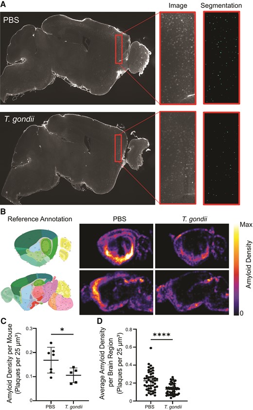 Amyloid burden is reduced throughout the brain in 5xFAD mice infected with Toxoplasma gondii. Three-month-old 5xFAD mice were injected with PBS or infected with type II T. gondii, and at 6 weeks postinfection brains were imaged using light-sheet fluorescence microscopy. A, Representative z-planes showing amyloid signal from PBS-injected or T. gondii-infected 5xFAD mice. Inset shows segmentation of amyloid signal using BrainQuant3D. B, Amyloid density was quantified in each mouse and density maps were computationally aligned to the Allen Institute Brain Reference Atlas. Mean density of amyloid at a lateral and medial sagittal view are shown. C, Amyloid density as the number of plaques per 25 μm3 voxel in the entire root brain is displayed. Each dot represents 1 animal. D, Mean amyloid density displayed for 47 brain regions. Each point represents 1 brain region. B–D, nPBS = 7, nT. gondii = 5, reflective of 2 independent experiments. C and D, Error bars represent SD and groups were compared using Student t test. * P < .05, **** P < .0001.