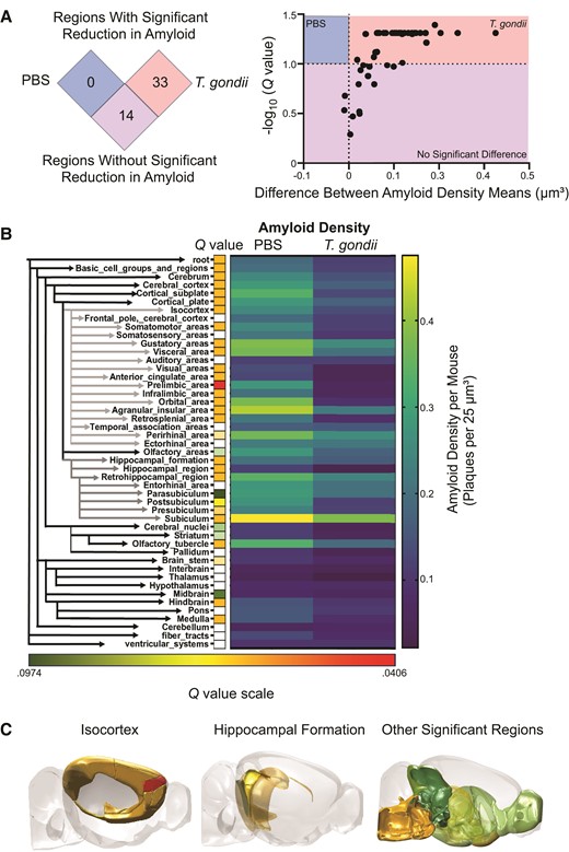 Amyloid density is reduced in the cortex after Toxoplasma gondii infection. A, The differences between the average amyloid densities of PBS-treated or T. gondii-infected mice in each of the 47 brain regions were plotted against the adjusted P value (Q value) for that region. B, Forty-seven regions were hierarchically clustered, with isocortex and hippocampal formation indicated by gray arrows. Directly to the right are squares reflecting Q values of < .1. White squares do not meet this Q value cut off threshold. Heatmaps (right) display the average amyloid density for each of the 47 regions across each condition. C, Regions significantly reduced in amyloid density (Q < .1) at 6 weeks postinfection with T. gondii. nPBS = 7, nT. gondii = 5, reflective of 2 independent experiments. Student t tests followed by Benjamini-Hochberg false discovery rate correction.