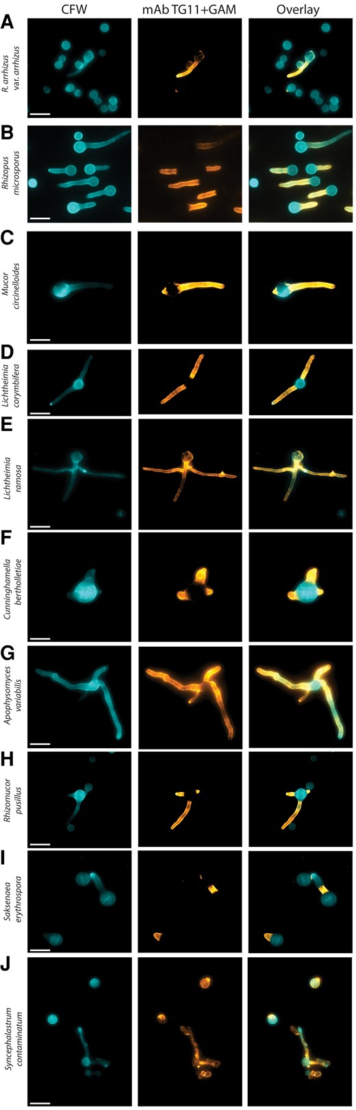 Different mucoralean fungi immunostained with mAb TG11. Composite photomicrographs taken with DAPI and Cy5 fluorescence filters: A–J, Rhizopus arrhizus var arrhizus MRL 21E307, Rhizopus microsporus FP469-12, Mucor circinelloides MRL 22E56177, Lichtheimia corymbifera MRL 20E42327, Lichtheimia ramosa MRL 21E1059, Cunninghamella bertholletiae CBS151.80, Apophysomyces variabilis CBS658.93, Rhizomucor pusillus MRL 22E19013, Saksenaea erythrospora CBS138.279, and Syncephalastrum contaminatum MRL 22E22635. Cells are stained with TG11 + GAM-Cy5 (orange) and CFW (blue). CFW, calcofluor white; GAM-Cy5, Cy5-conjugated goat anti-mouse polyclonal IgG; mAb, monoclonal antibody. Scale bar indicates 10 μm.