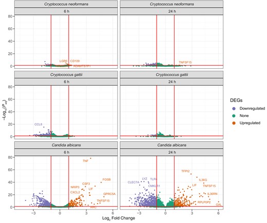 Volcano plots showing the number of differentially expressed genes (DEGs) when compared to unstimulated controls for Cryptococcus neoformans, Cryptococcus gattii, and Candida albicans at 6 h and at 24 h.