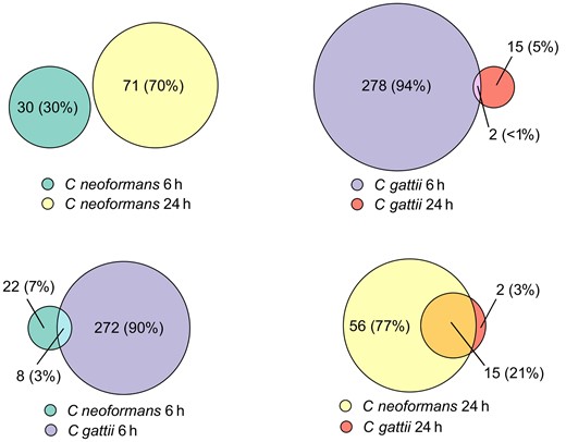 Euler diagram showing number of differentially expressed genes shared between Cryptococcus neoformans at 6 h and 24 h, and the same comparison between C neoformans and Cryptococcus gattii at the same time points.