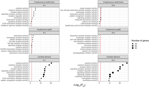 Gene Ontology molecular function pathways enriched in Cryptococcus neoformans, Cryptococcus gattii, and Candida albicans at 6 and 24 h poststimulation. Top 10 pathways displayed by lowest adjusted P value; red line denotes adjusted P value <.05.