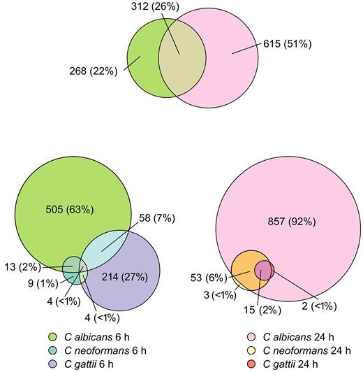 Euler diagram showing number of differentially expressed genes shared between Candida albicans at 2 different time points, and the same comparison between Cryptococcus neoformans, Cryptococcus gattii, and C albicans at both 6 h and 24 h poststimulation.