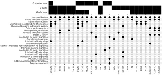 Expression of proinflammatory genes following heat-killed Cryptococcus neoformans, Cryptococcus gattii, and Candida albicans stimulation. A solid black square denotes a gene that is significantly differentially expressed in specific pathogen samples when compared to unstimulated controls. Black circles correspond to the Reactome immunological pathways each gene is associated with.