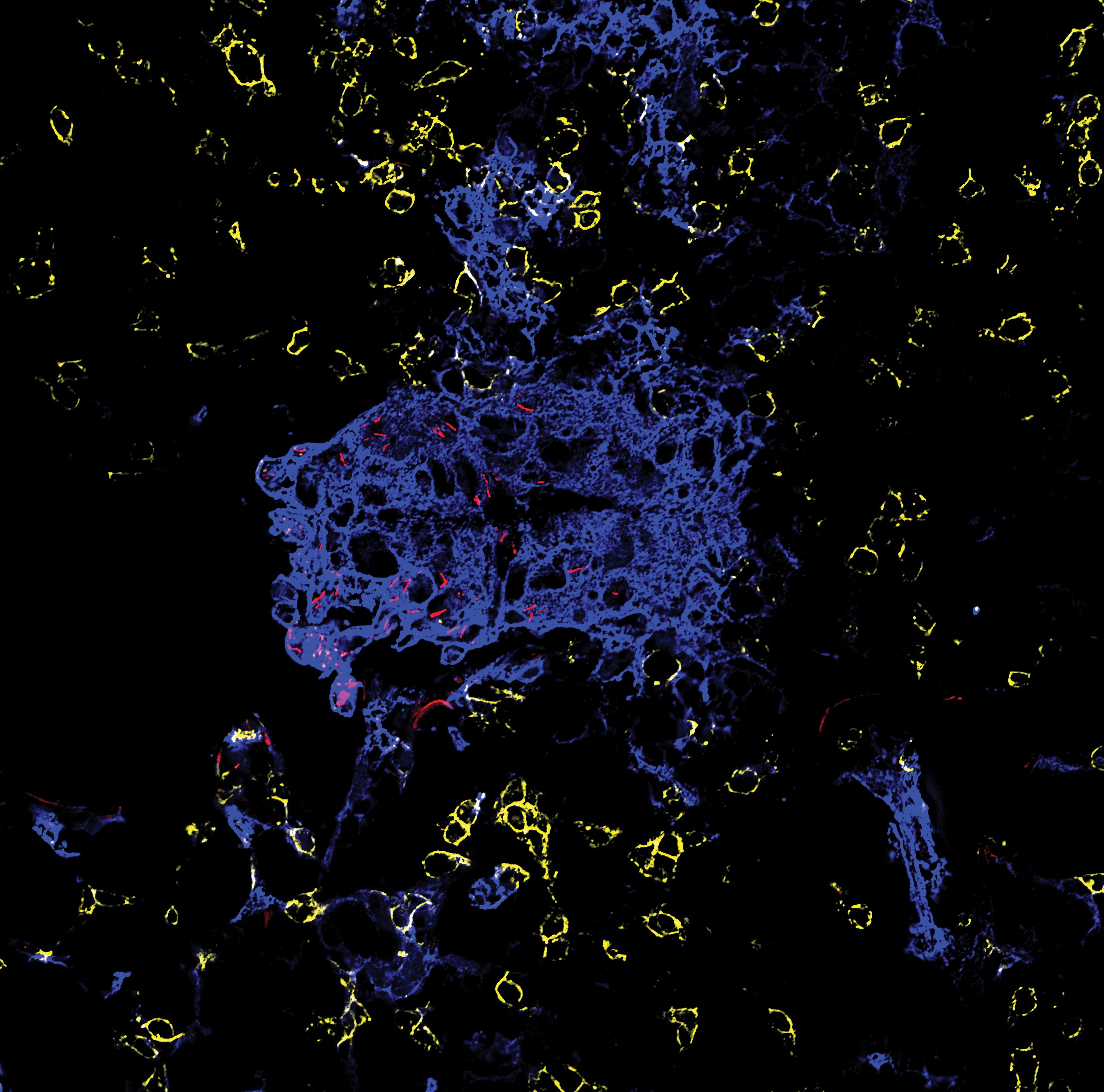 issue cover