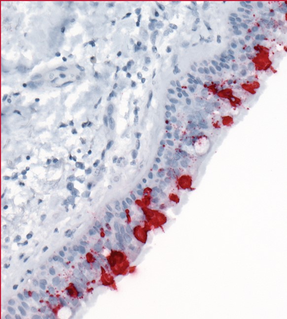 issue cover