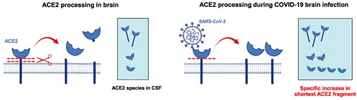 Graphical Abstract